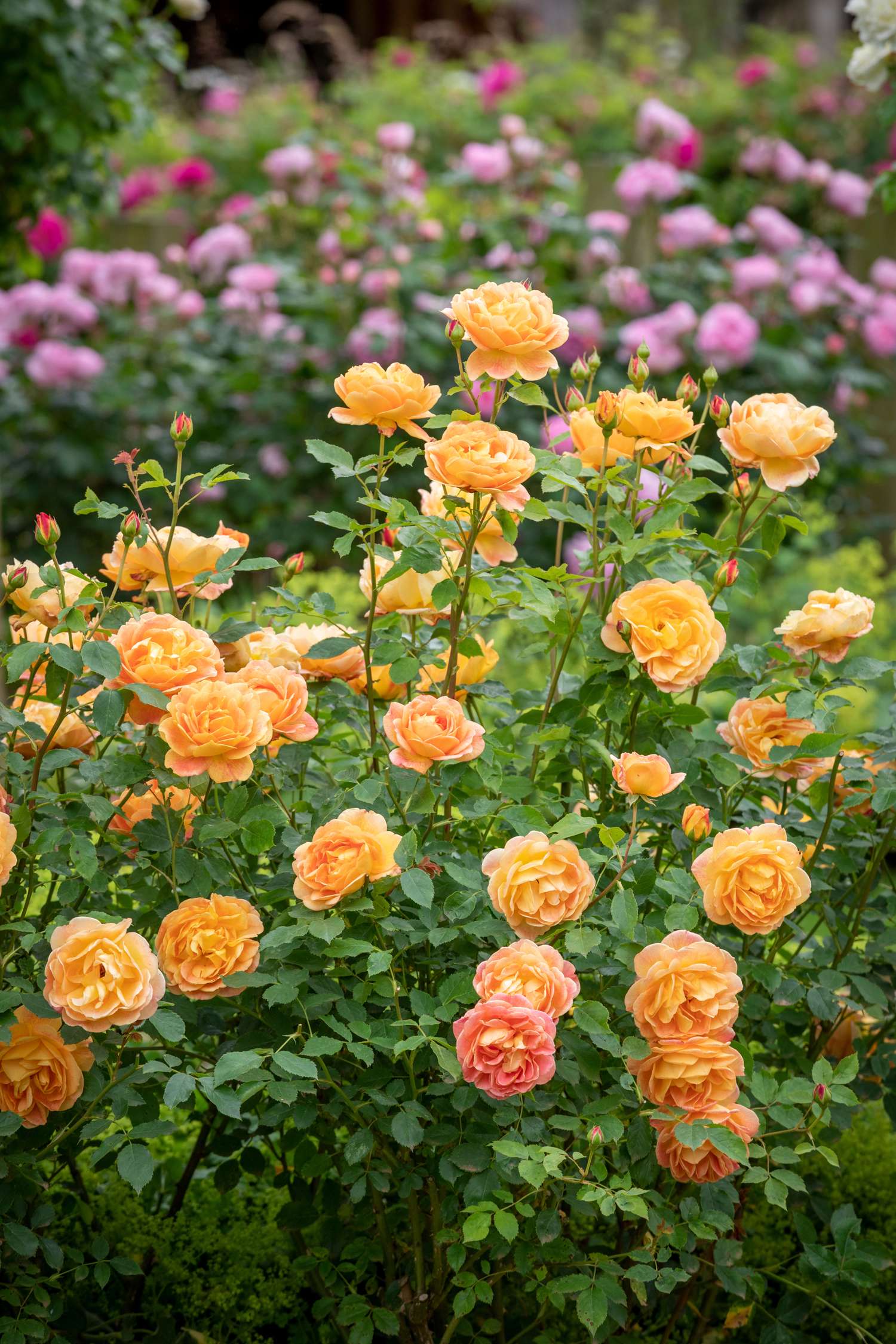 Rose 'Lady of Shalott™' (Ausnyson)